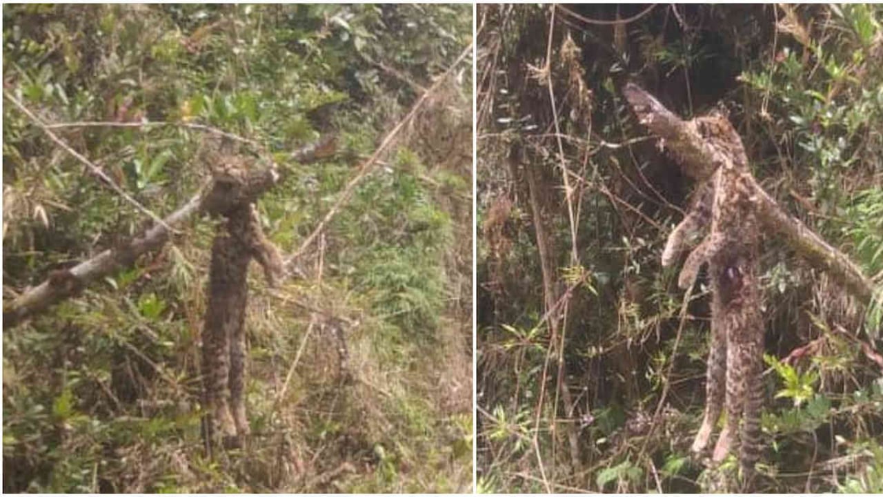 Vecinos del sector atribuyen el hecho a cazadores furtivos. Foto: CAR Cundinamarca.