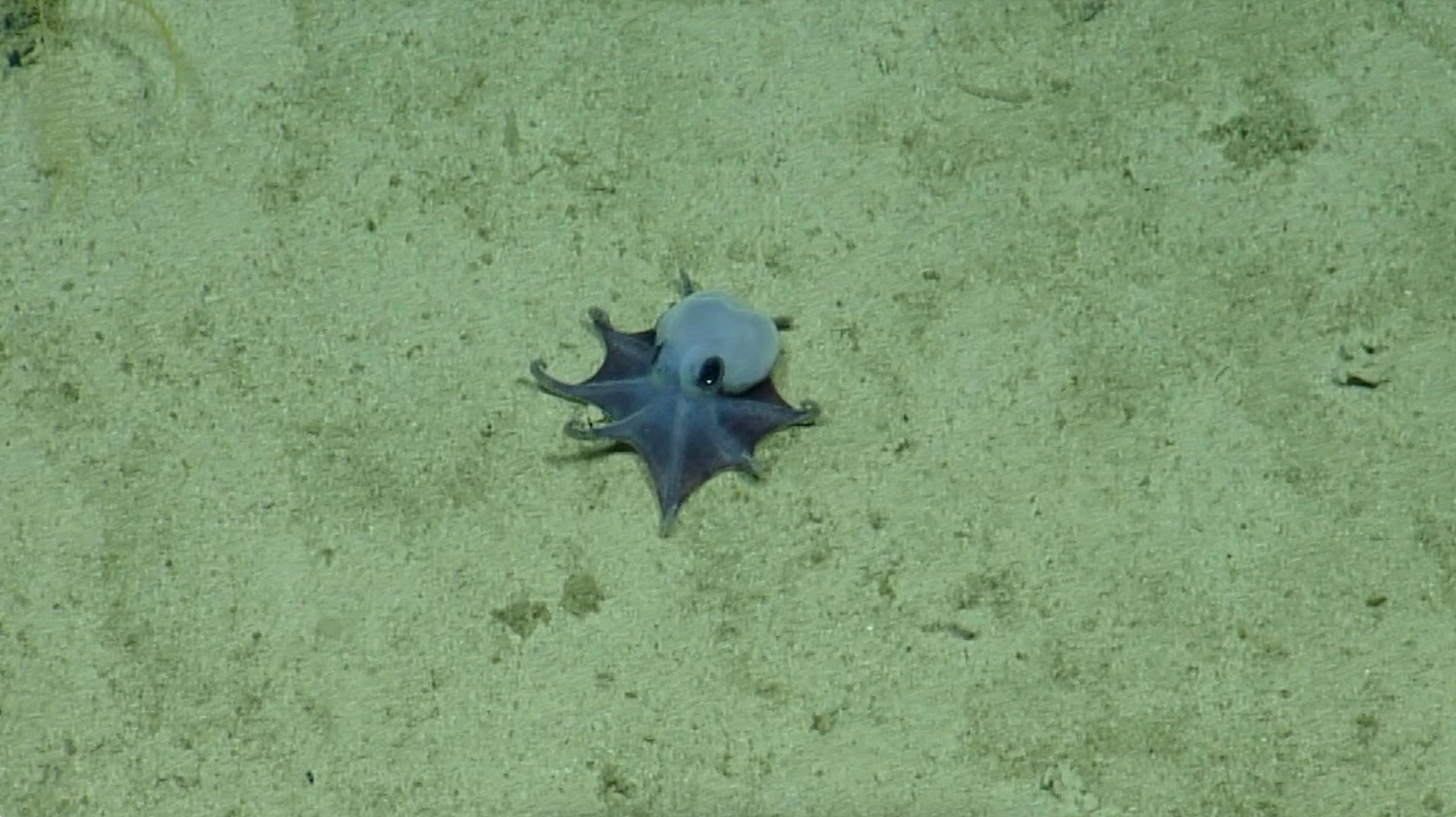 Este es el pulpo pigmeo azul recién descubierto frente a las Islas Galápagos.
