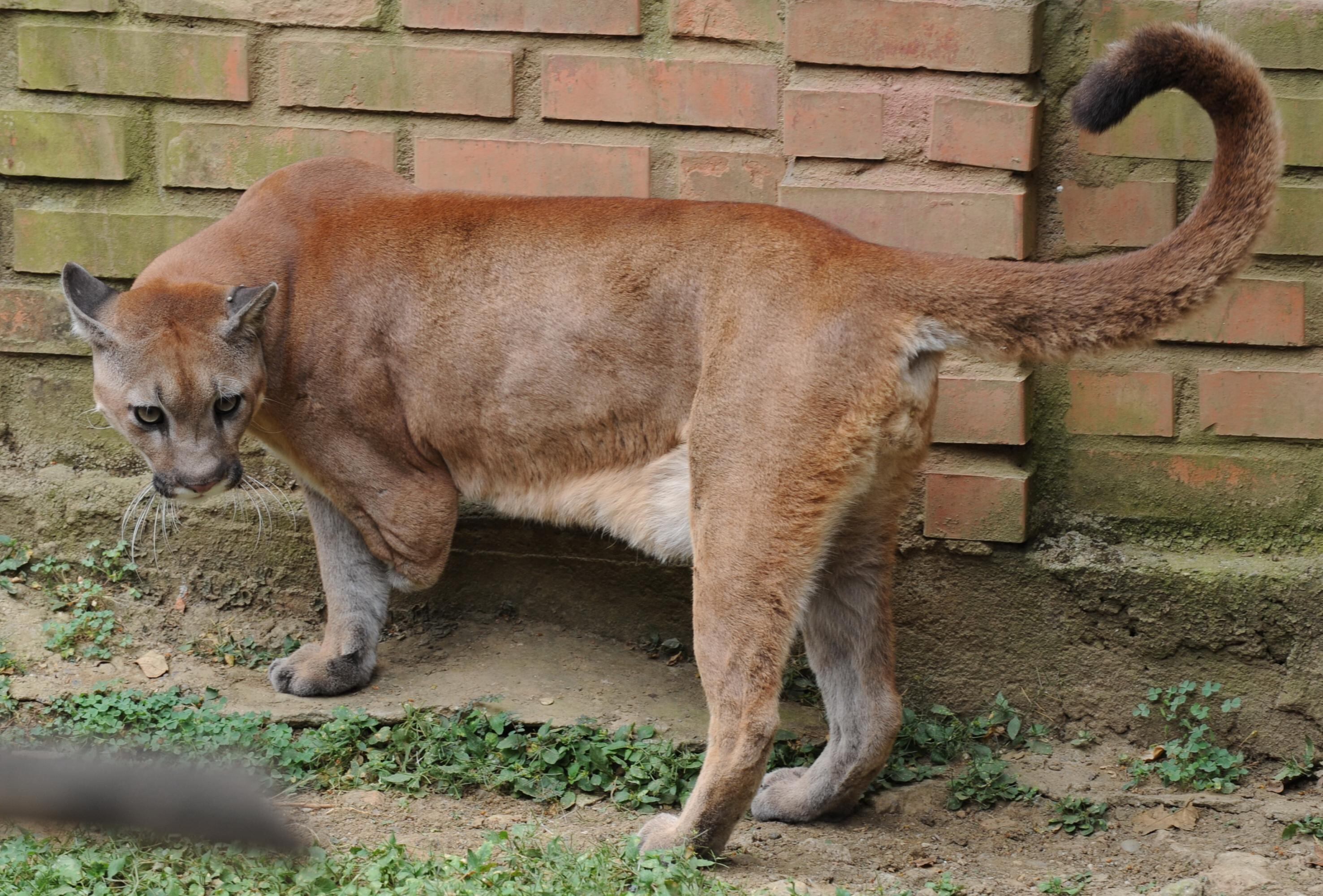 Al parecer fue cazado por comerse las gallinas. Imagen ilustrativa.