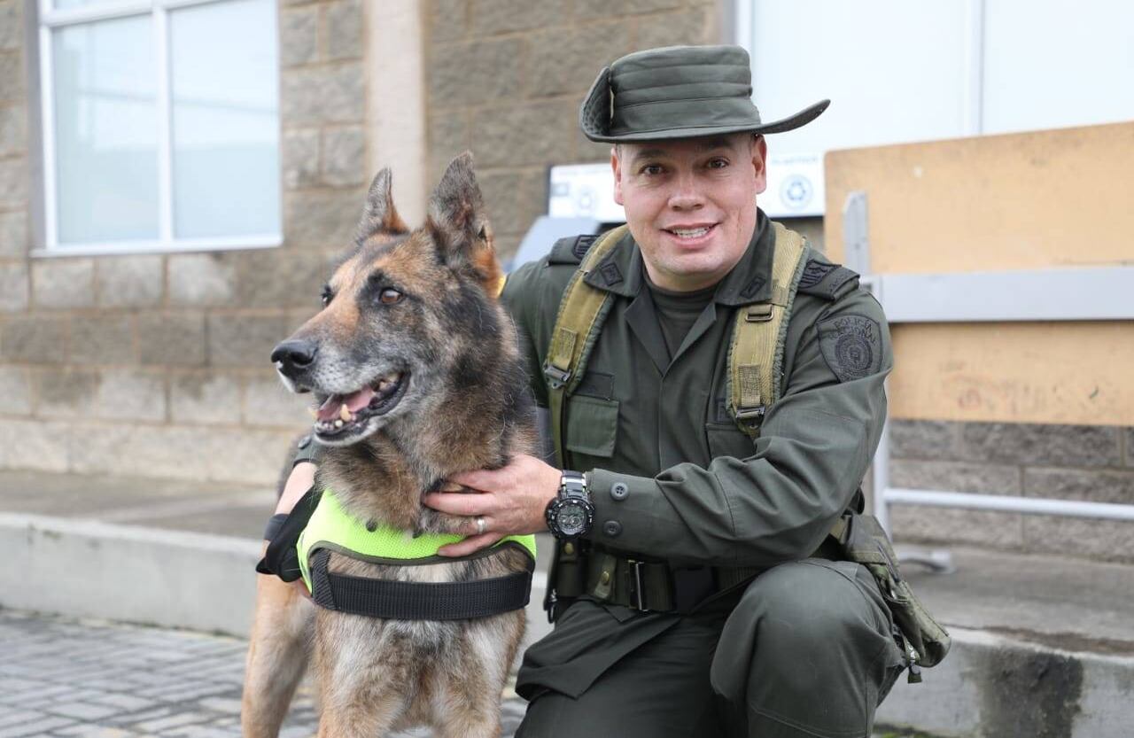 La Policía tiene 480 caninos entrenados para trabajar en la prevención y control de delitos como el narcotráfico, lavado de activos, comercialización de armas de fuego, municiones y explosivos. 