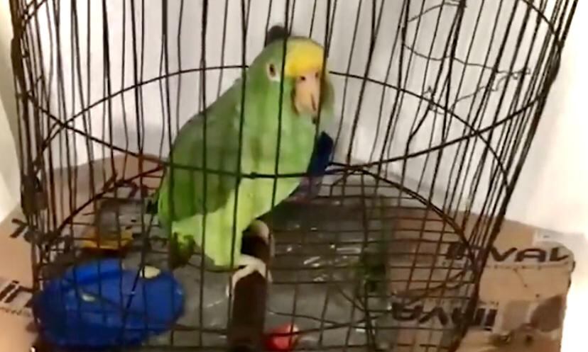 Este es Monchi el loro que fue secuestrado y devuelto a su familia tras pagar su rescate.