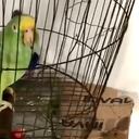 Este es Monchi el loro que fue secuestrado y devuelto a su familia tras pagar su rescate.