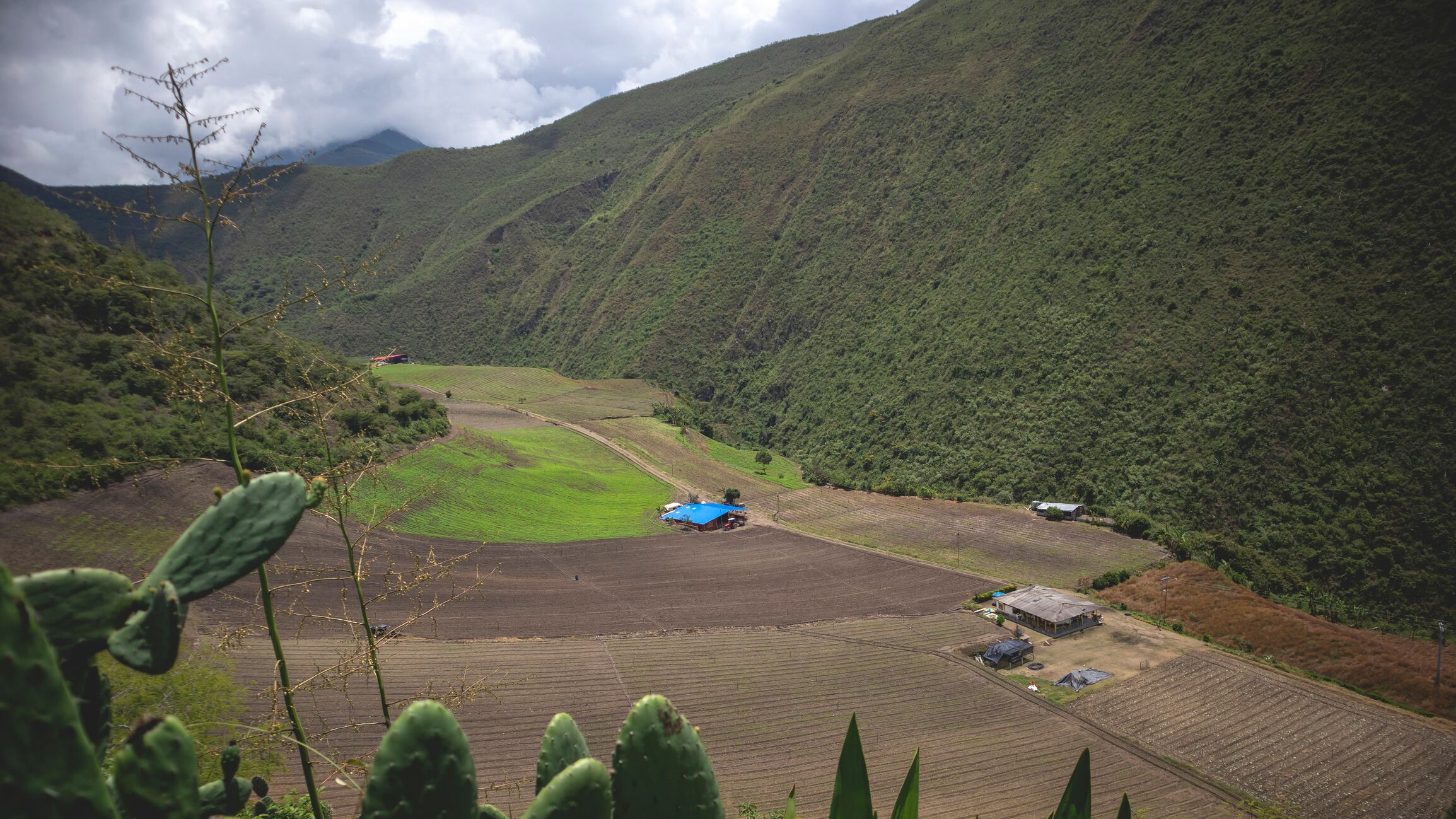 Cultivos en El Cerrito, Valle
