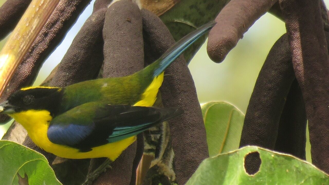 Aves en PNN Pisba