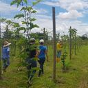 La certificación se dio como resultado de la alianza que adelanta desde el 2017 Ecopetrol, Agrosavia, el Centro de Estudios de la Orinoquia de la Universidad de los Andes y la Corporación Regional Corocora.