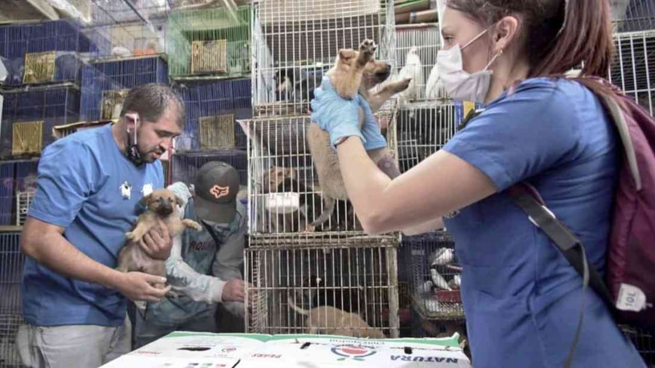 Luego de más de 10 años de intentos fallidos, la Alcaldía de Bogotá logró cerrar varios locales de venta de animales en la plaza. Foto: Instituto de Protección y Bienestar Animal.