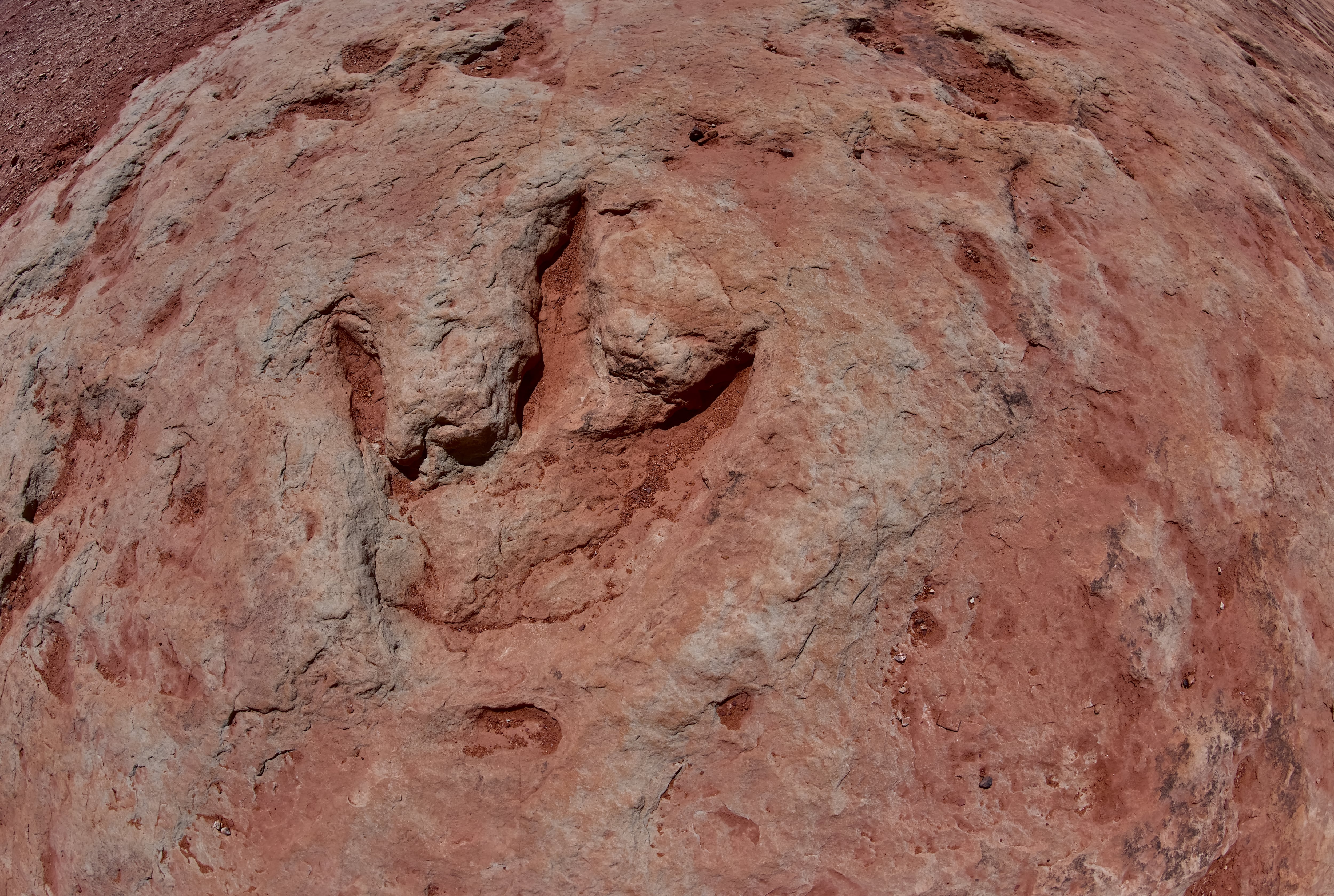 Los investigadores identificaron la huella como perteneciente a un dinosaurio saurópodo del grupo Titanosauriforme.