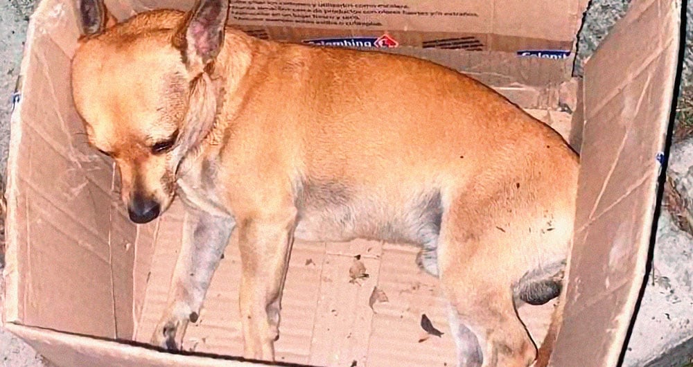 Perrito envenenado en Bucaramanga.