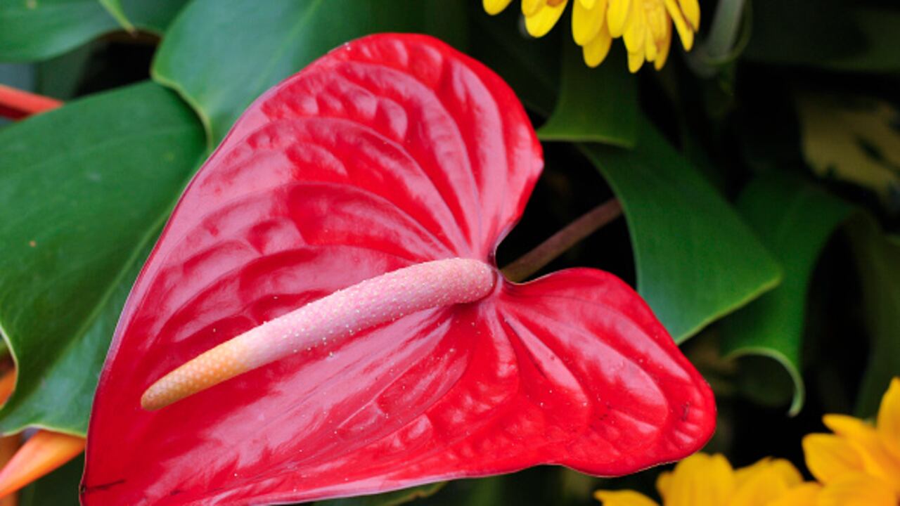 Los anturios se destacan por su belleza.