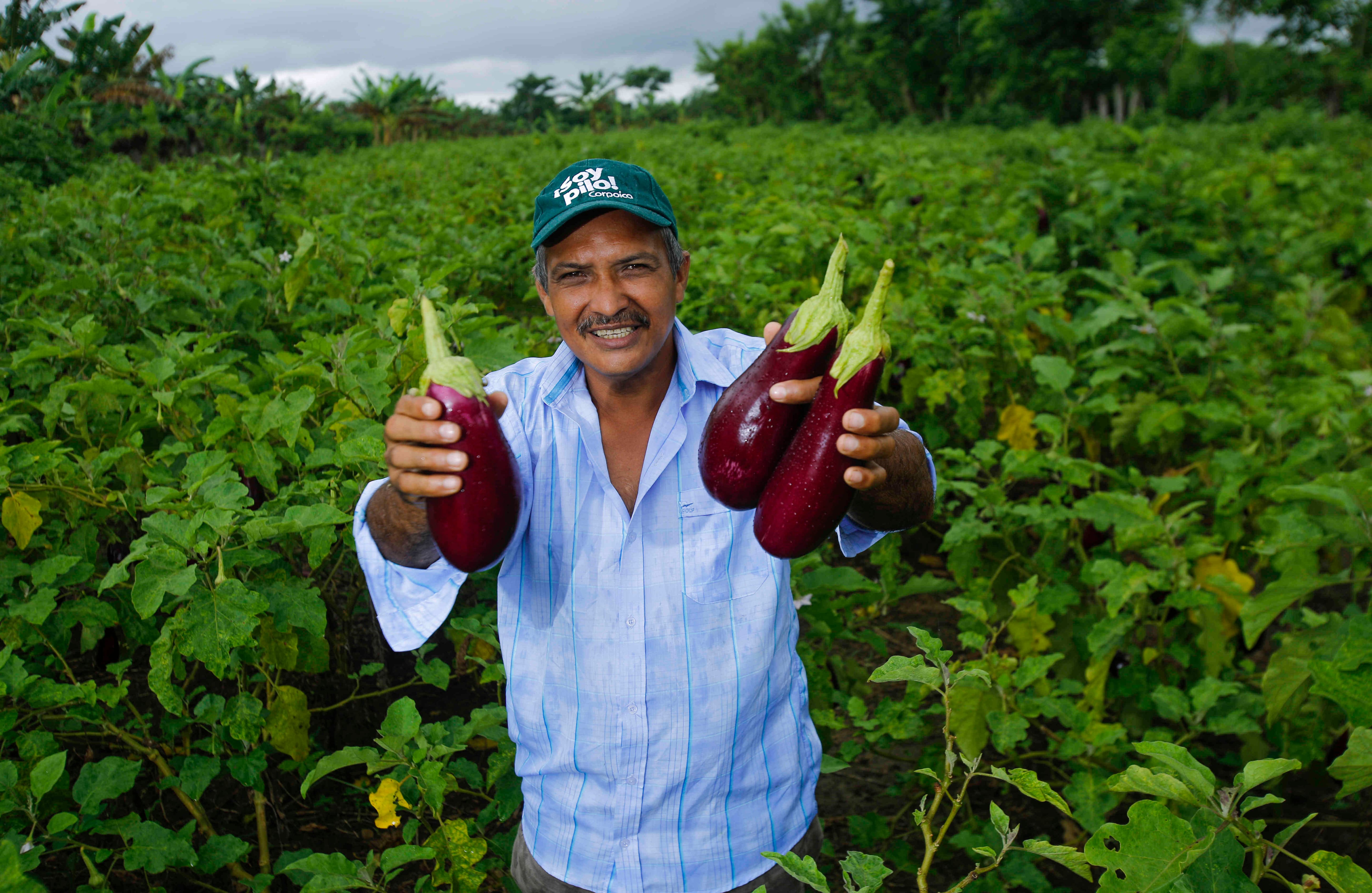 1,7 millones de Unidades Productivas Agropecuarias tienen menos de 5 hectáreas. En los departamentos de Boyacá, Nariño, Cundinamarca y Cauca está el mayor número de unidades de explotación agropecuaria de pequeña extensión.