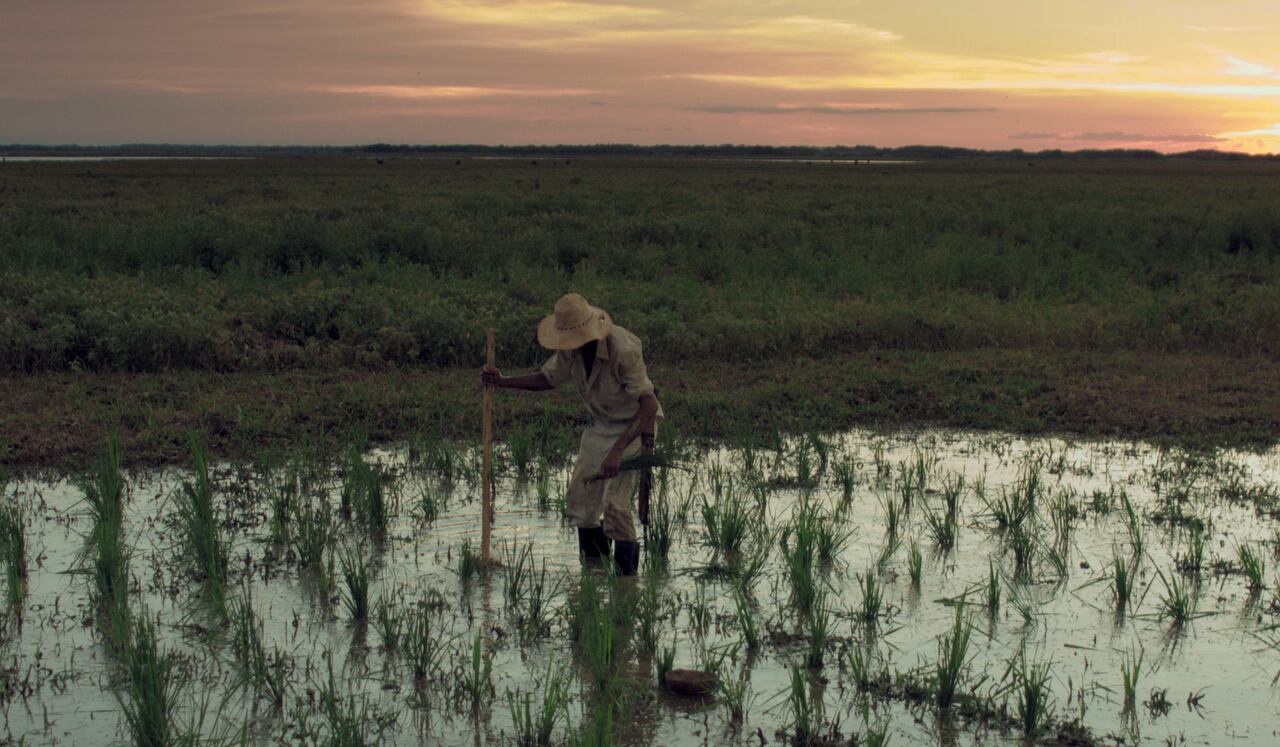 Bajo la sombra del Guacarí de Greg Méndez. Cortesía del Festival de Cine de Villa de Leyva