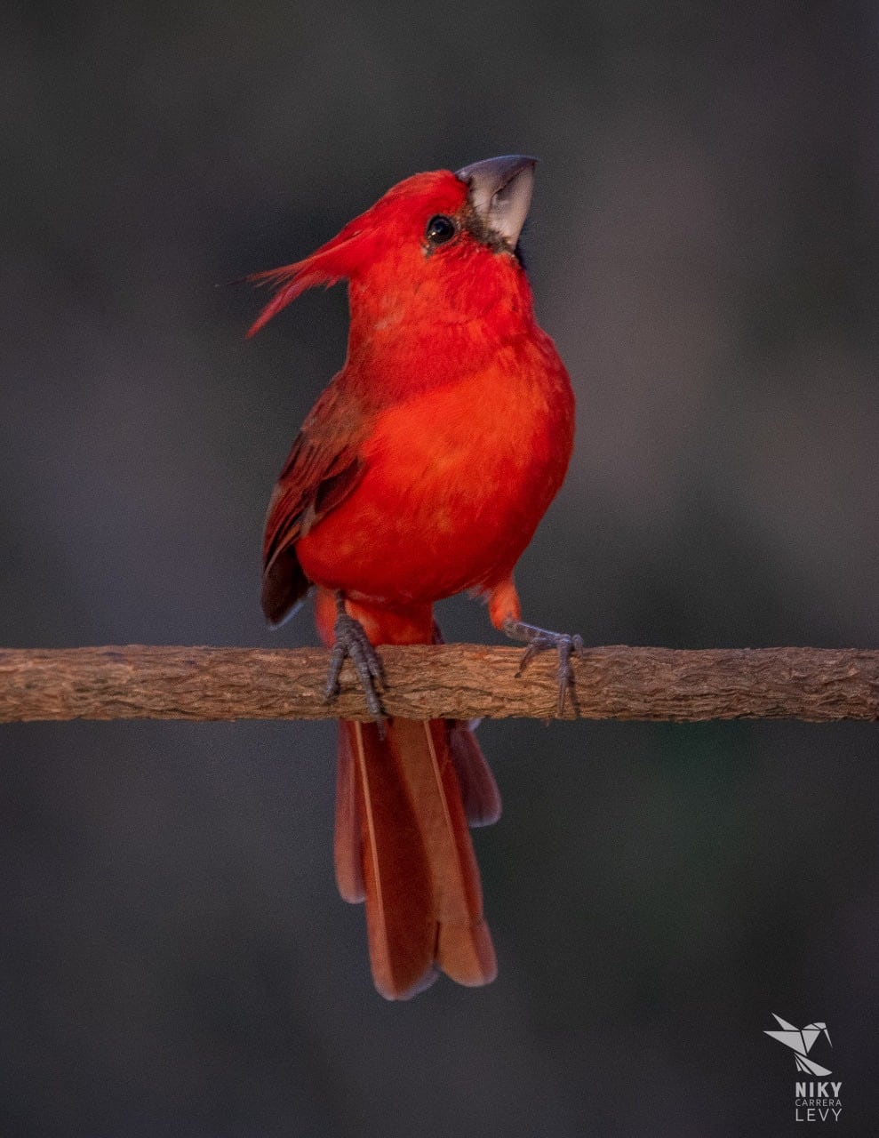 La colección de Mauricio Álvarez cuenta con más de 24.000 cortes de audio de 20 especies de mamíferos, 1.064 de aves, 131 de anfibios, 17 insectos y ambientes de ecosistemas colombianos.