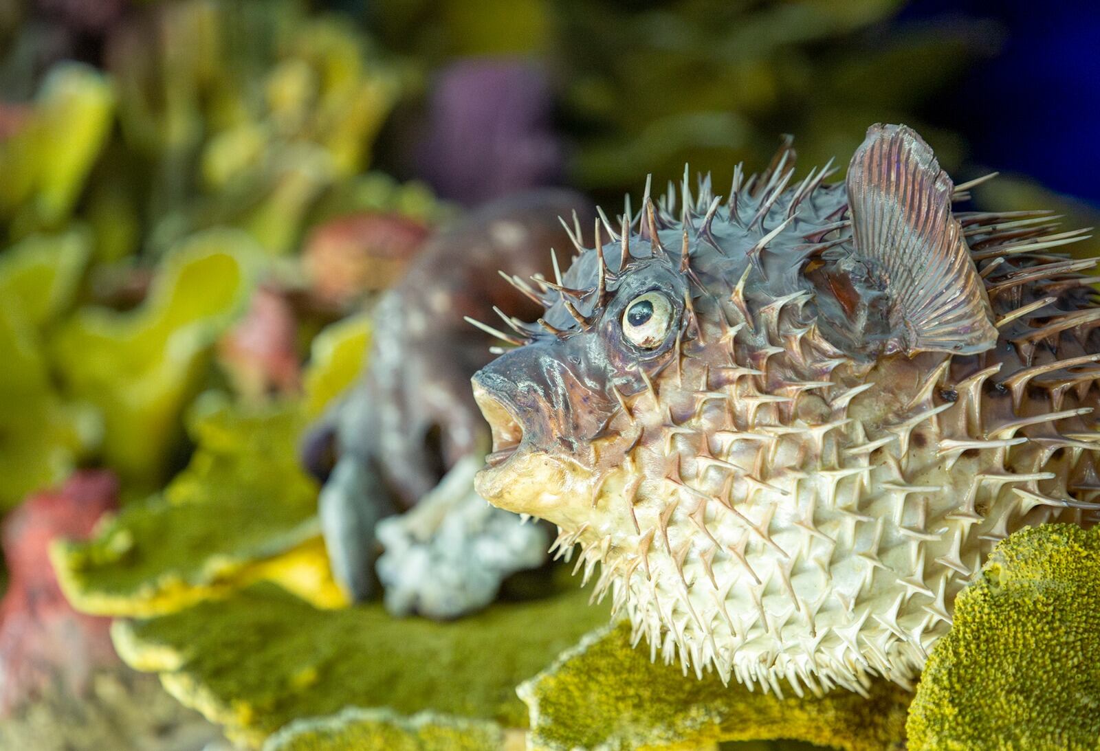 Tras meses de renovaciones, el Museo del Mar reabrió sus puertas el pasado 17 de octubre.