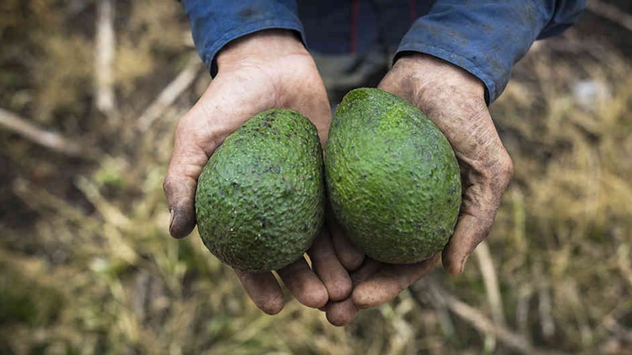 El día del Super Bowl 2018 se consumieron 278 millones de aguacates.