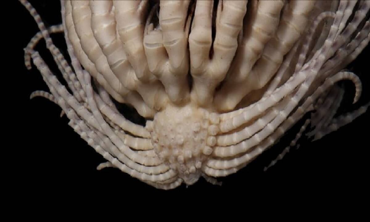 'Promachocrinus fragarius', la fisionomía del animal le hizo a los investigadores compararlo con una fresa