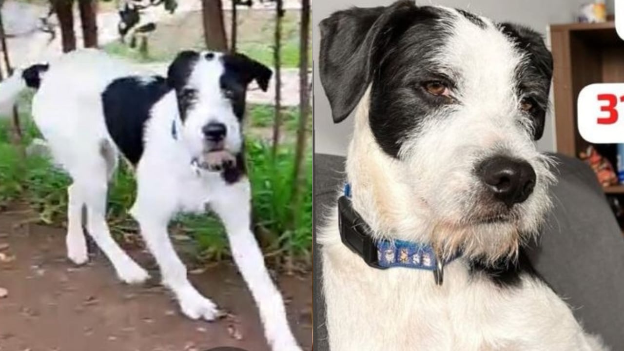 La última vez que se vio a Pongo fue cerca de la calle 88 con carrera 15, a la altura del Parque El Virrey