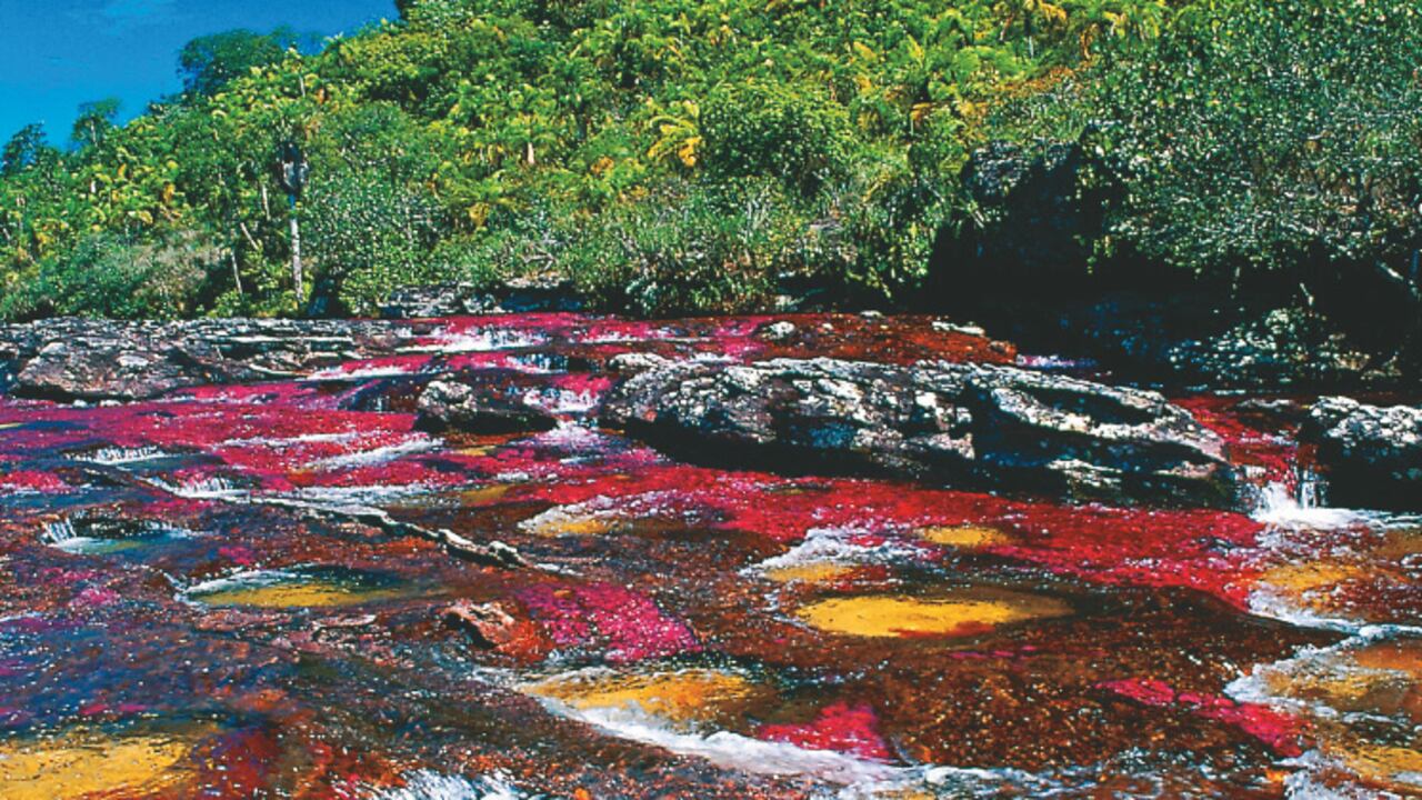 Expertos japoneses han encontrado que caminar por un bosque en el que se respiran los aromas de los árboles, incrementa un tipo de glóbulo blancos que hacen parte del sistema inmune.