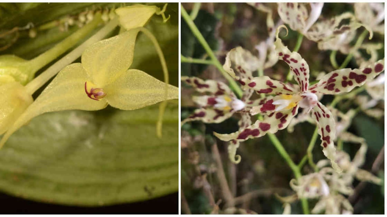 Se trata de la Odontoglossum gloriosum, la Masdevallia caudata, y la Lepanthes stupenda. Foto: Jardín Botánico de Bogotá