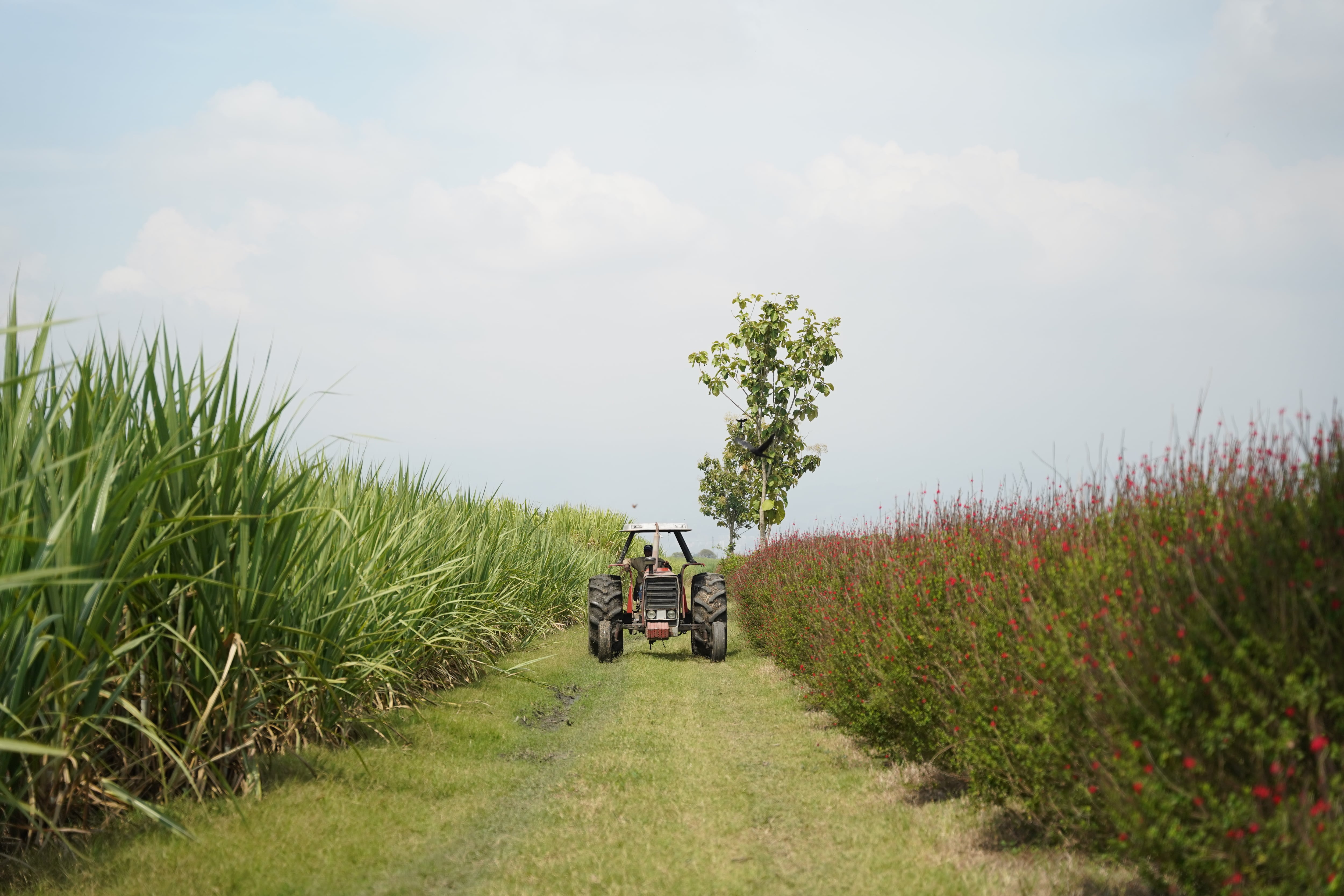 En varios municipios del Cauca, maquinaria agrícola ha sido incinerada por grupos armados ilegales.