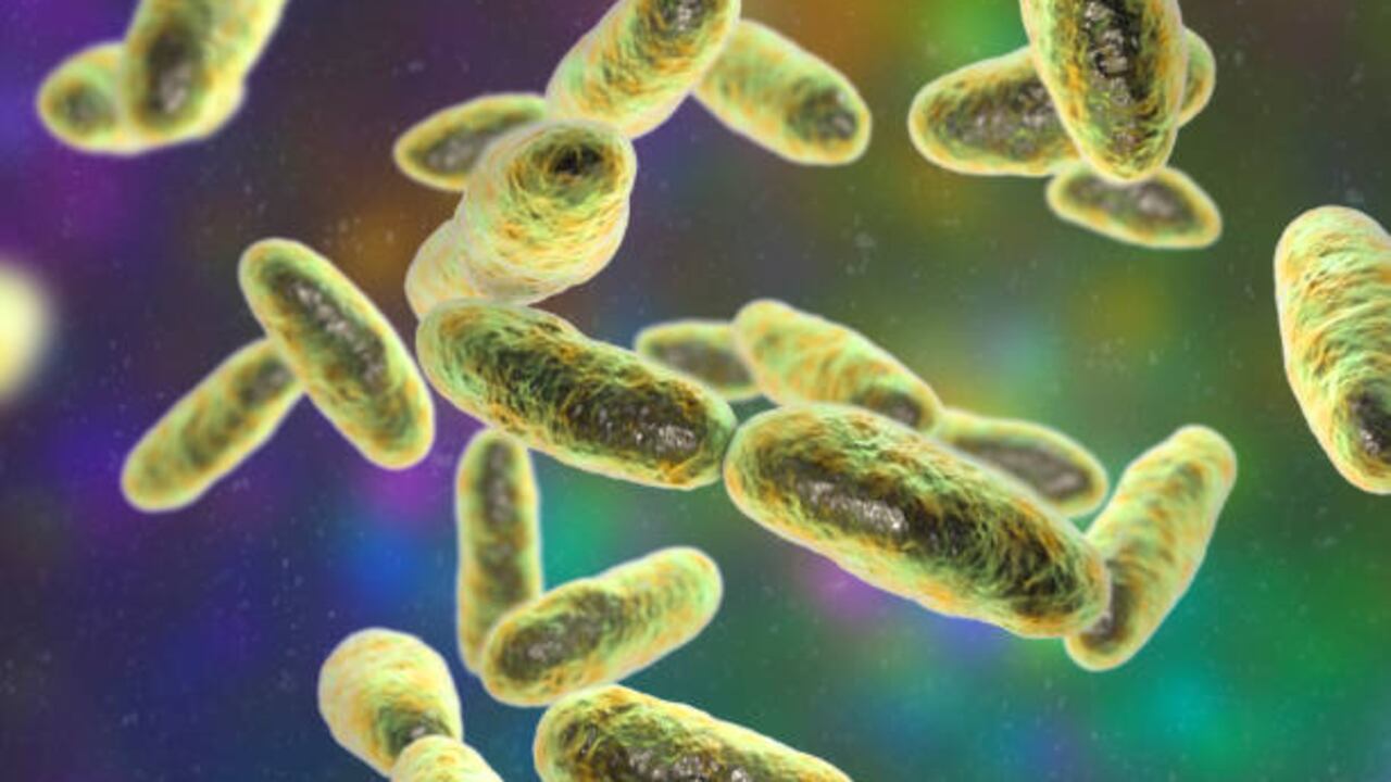 Las bacterias carnívoras suelen ser bastante peligrosas cuando entran al torrente sanguíneo.