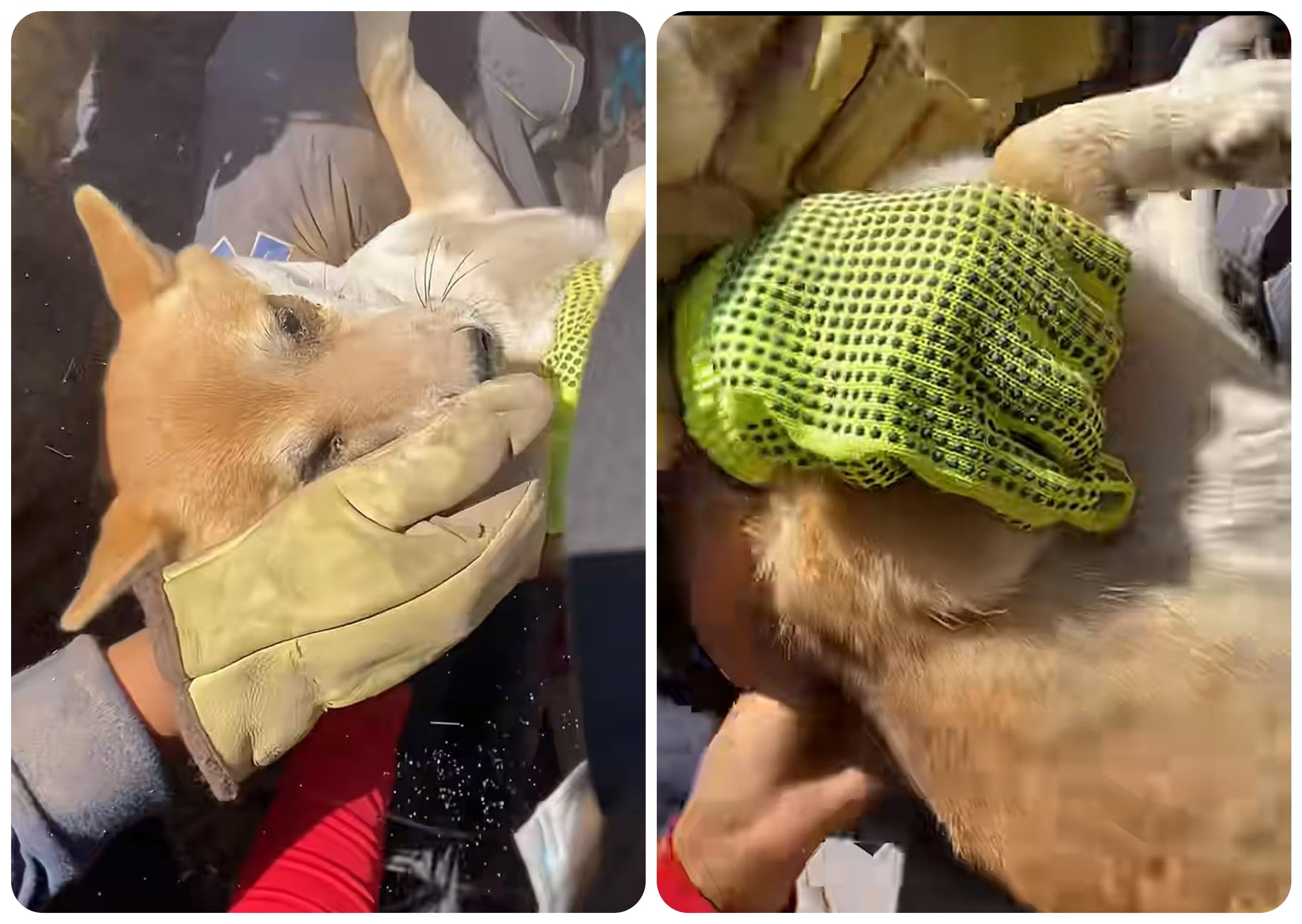 Perro rescatado de los escombros a raíz del terremoto del 10 de agosto en Colombia.