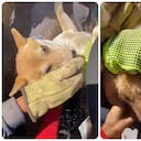 Perro rescatado de los escombros a raíz del terremoto del 10 de agosto en Colombia.
