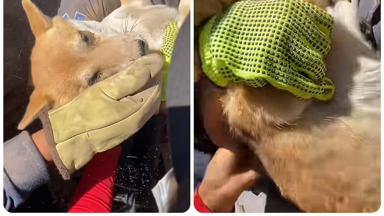 Perro rescatado de los escombros a raíz del terremoto del 10 de agosto en Colombia.