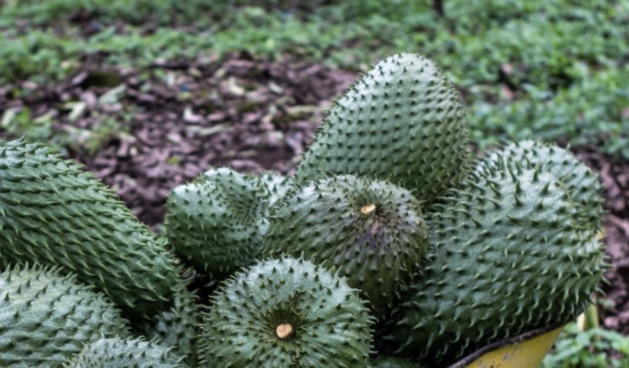 La Guanábana tiene un alto contenido de vitamina C