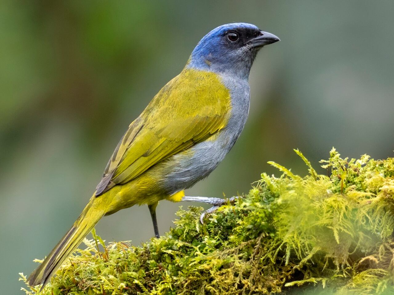 Tangara coroniazul. Esta especie se diferencia por el color azul de su cabeza y porque tiende a ser un poco más grande que otras tangaras, llegando a medir alrededor de 19 centímetros. En Colombia, es posible encontrarla en la Sierra Nevada de Santa Marta, entre otros lugares. Foto: Andrés Vásquez Noboa
