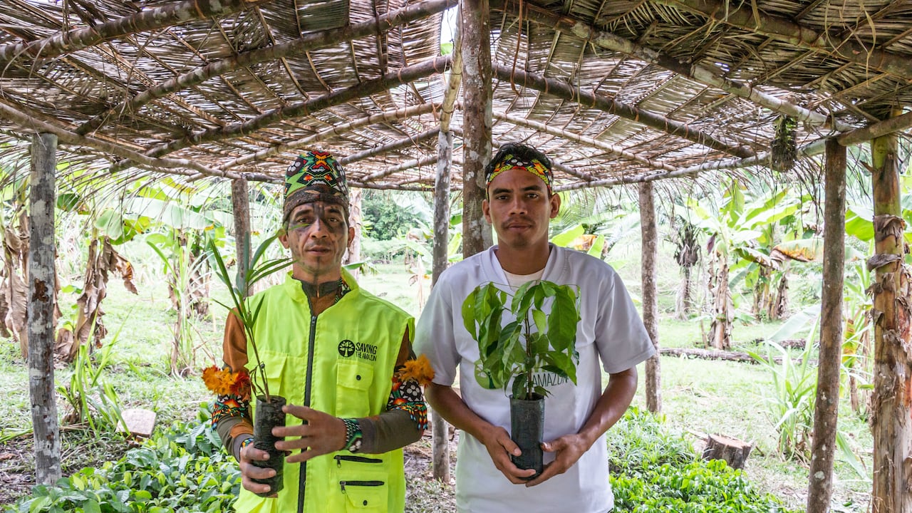 Saving The Amazon trabaja en la protección de la Amazonía y apoya a comunidades indígenas mediante la siembra de árboles nativos.
