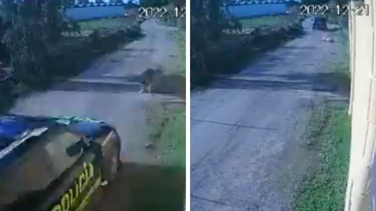 Un carro oficial de la Policía atropelló una perrita, la cual fue dejada en medio de la calle