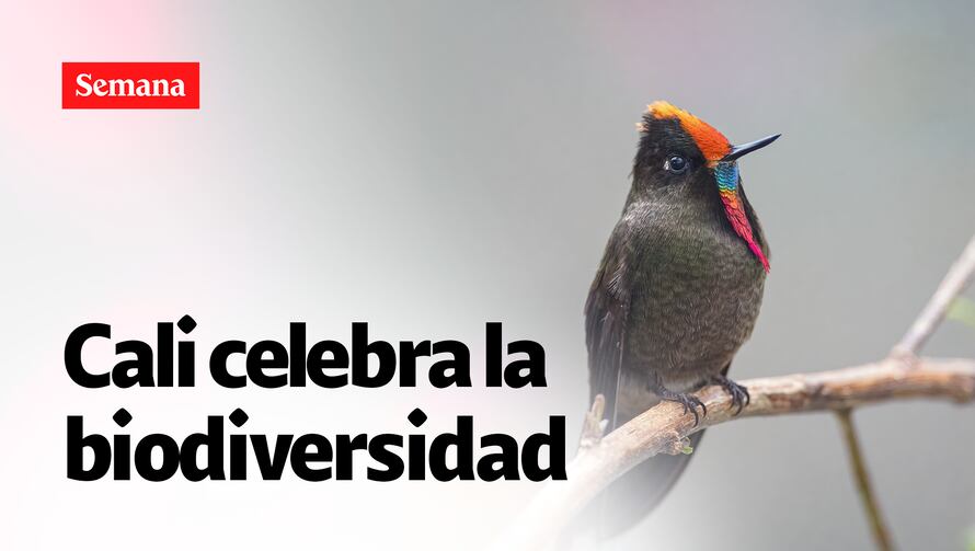 Cali se prepara para la Semana de la Biodiversidad con 300 negocios verdes y agenda cultural