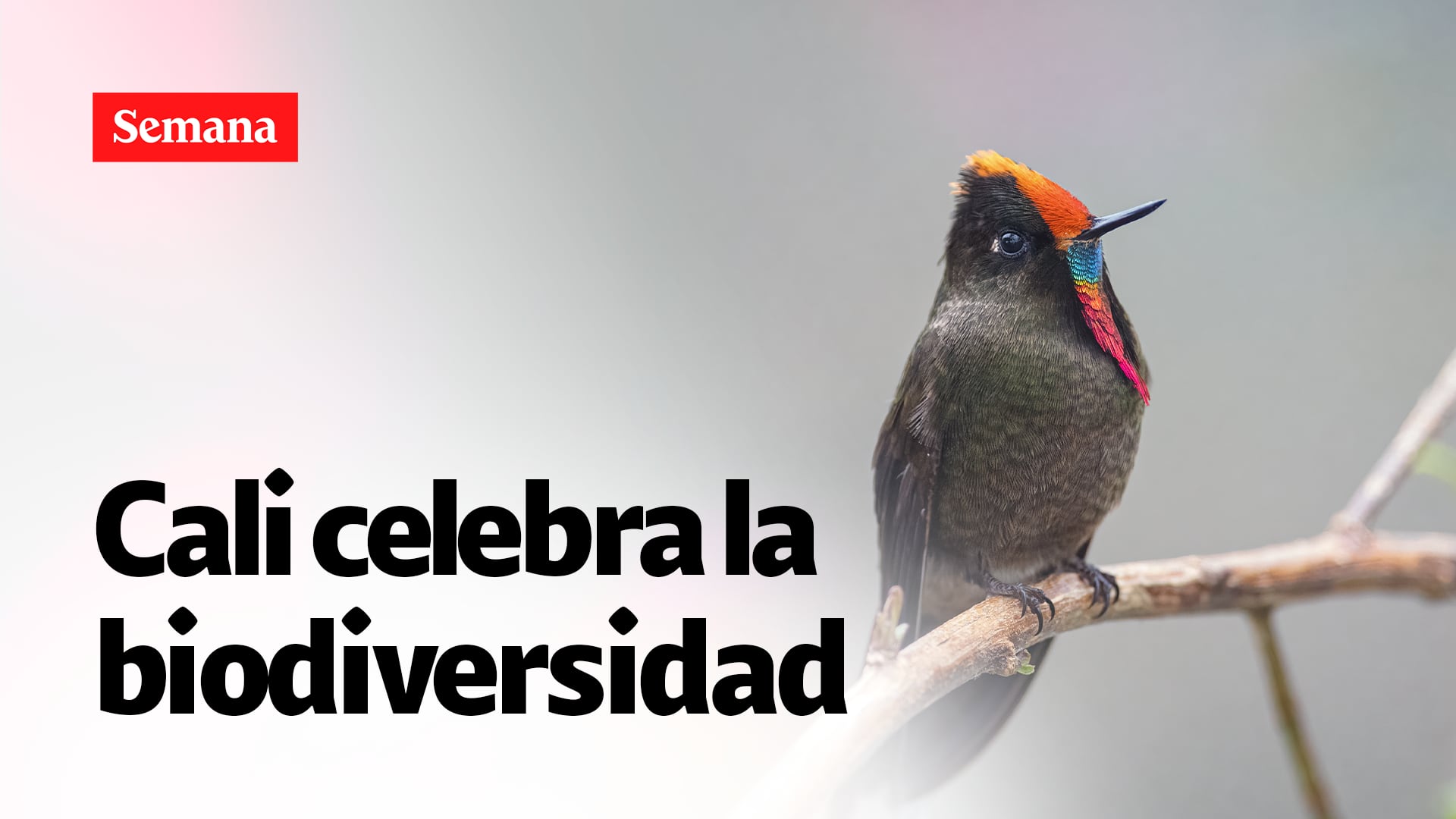Webinar Biodiversidad y negocios verdes: un pacto por el planeta