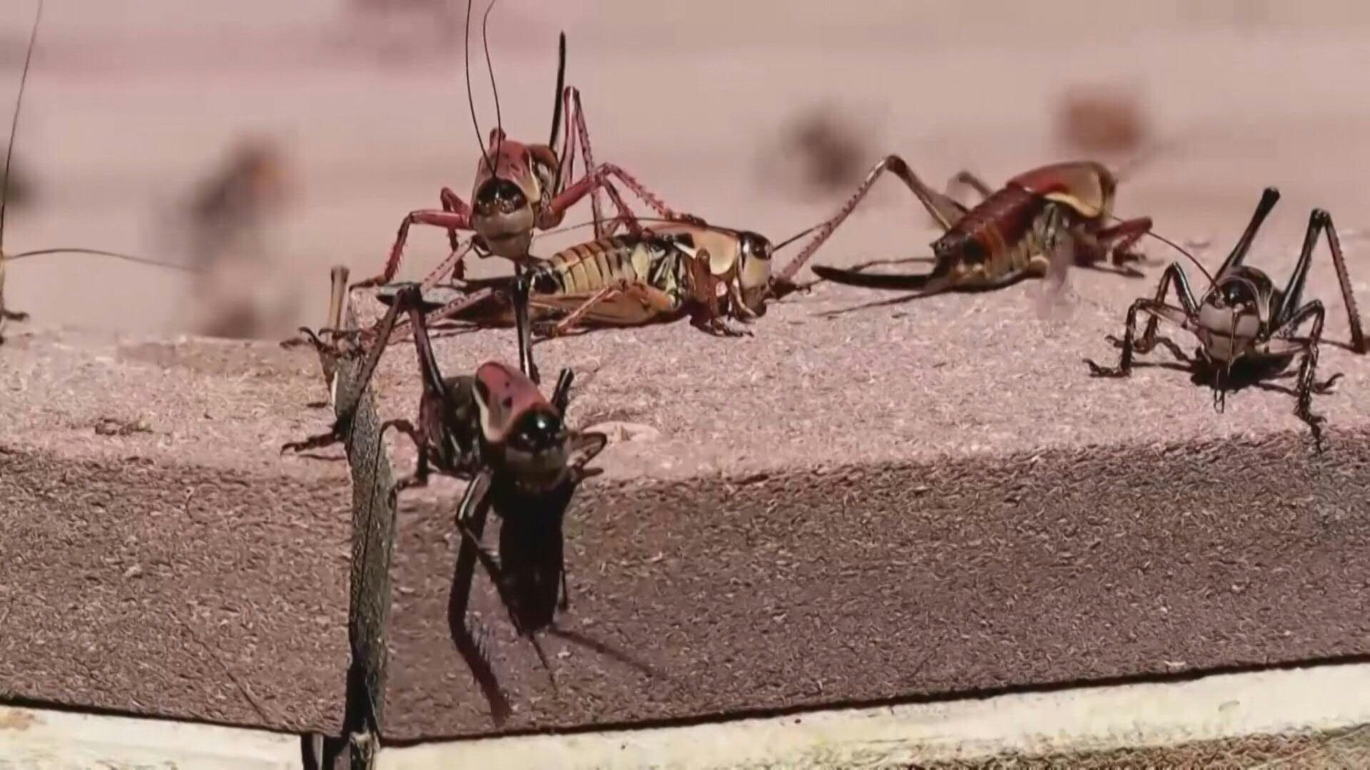 Los grillos mormones invaden el Noroeste de Nevada.