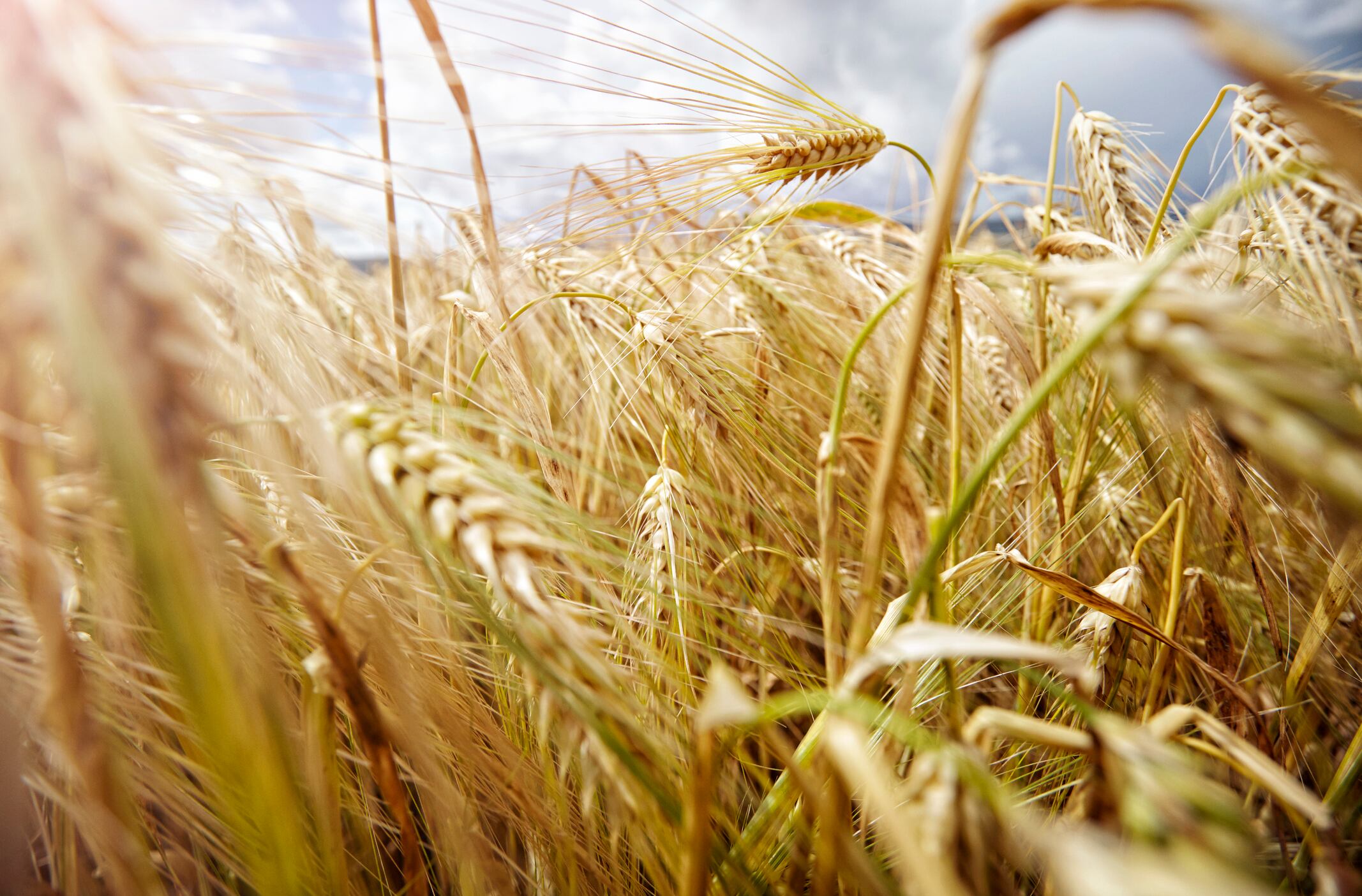 Foto de referencia sobre trigo