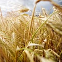 Foto de referencia sobre trigo