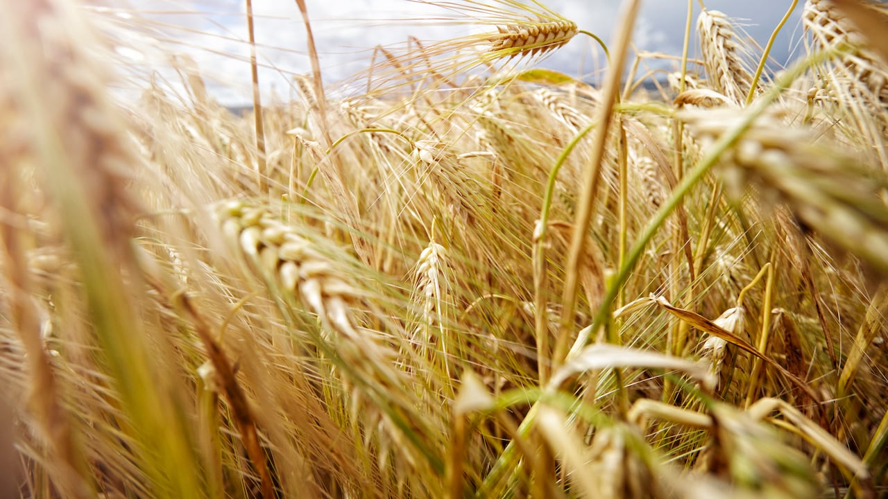 Foto de referencia sobre trigo