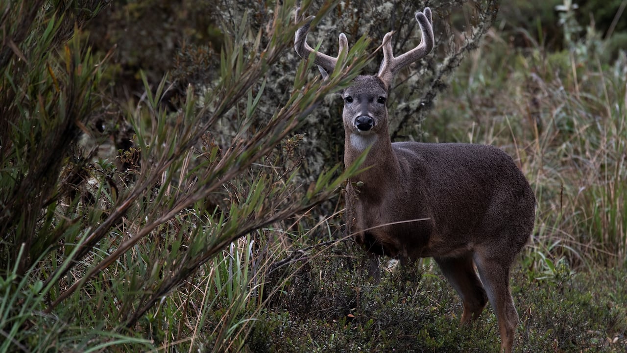 el mayor desafío para preservar los páramos es su vulnerabilidad frente al cambio climático.