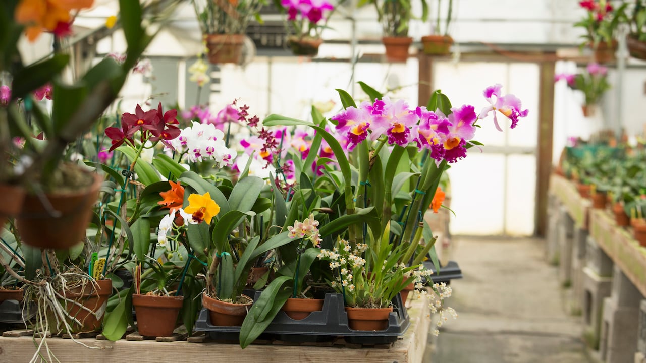 Cuide sus plantas con un truco casero que les devolverá la vida