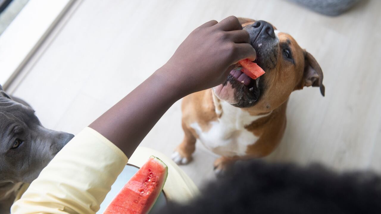Frutas como la sandía son favorables para el organismo de los perros.