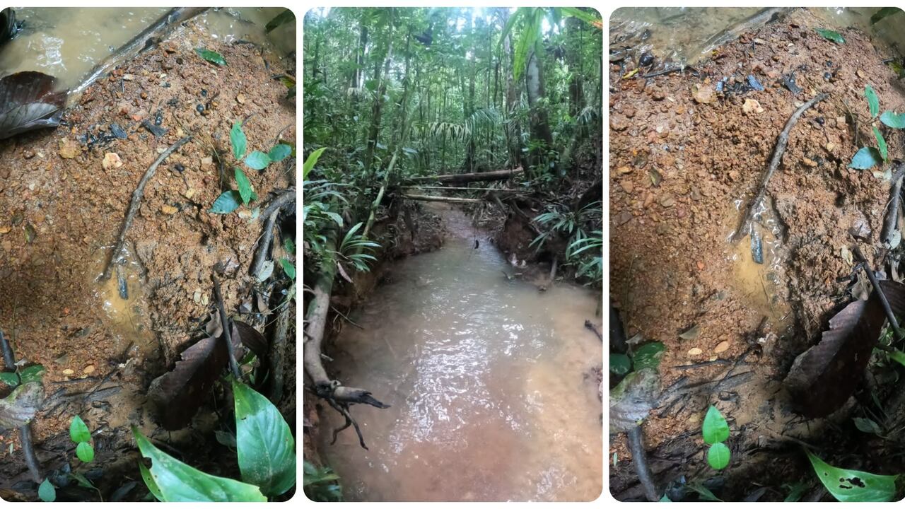 Cuatro menores de edad están desaparecidos en la selva del Caquetá hace más de 20 días.