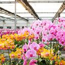 Las orquídeas abundan en el mundo.