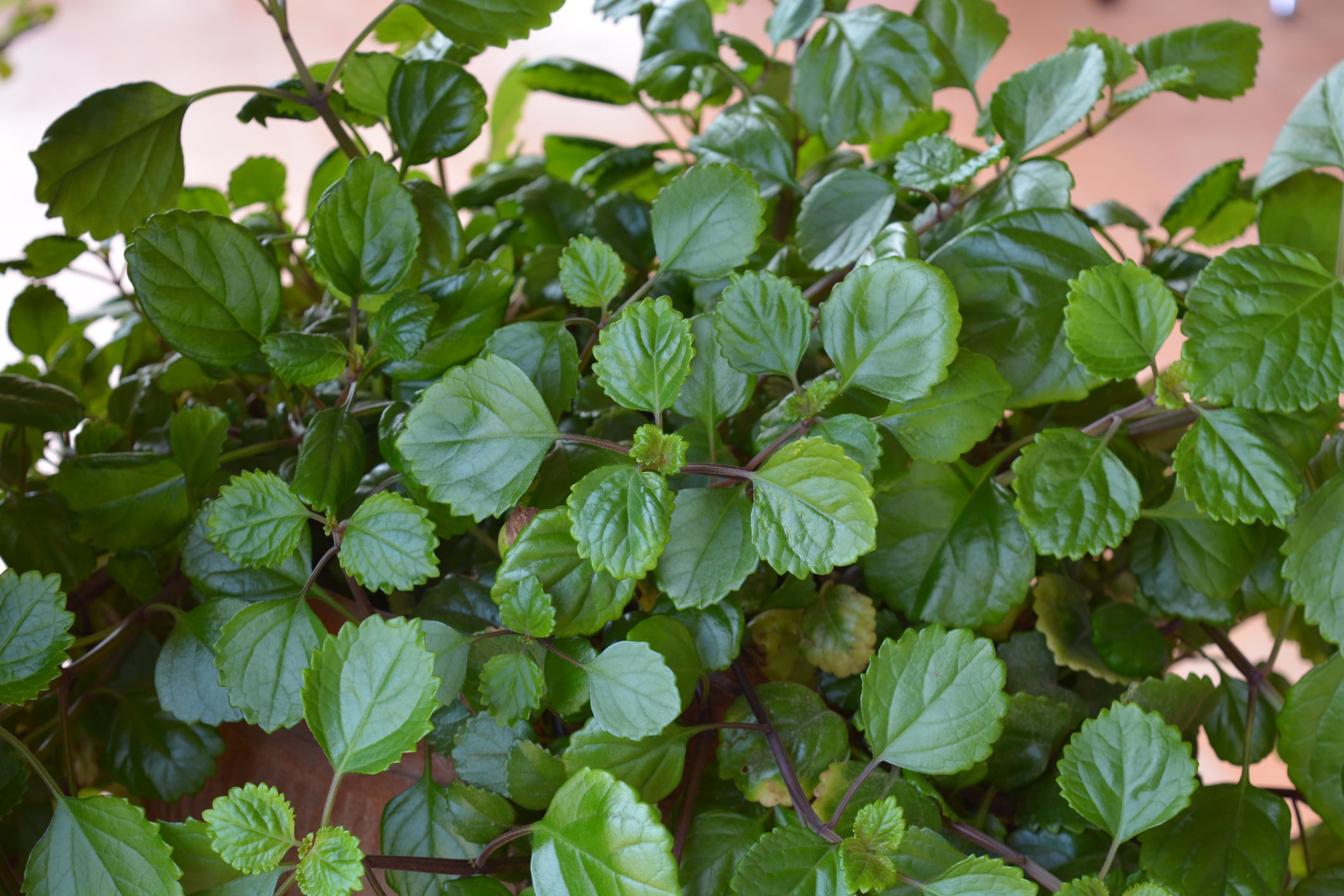 Plectranthus verticillatus o planta millonaria