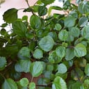 Esta planta se relaciona con la atracción de riqueza y dinero.