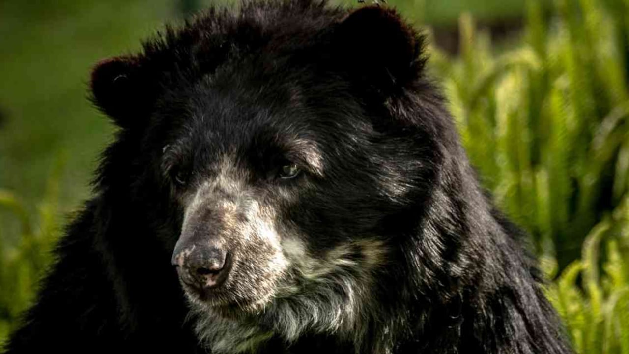 El oso de anteojos, también conocido como oso andino, está en categoría vulnerable a la extinción. Foto: Fundación Grupo Argos