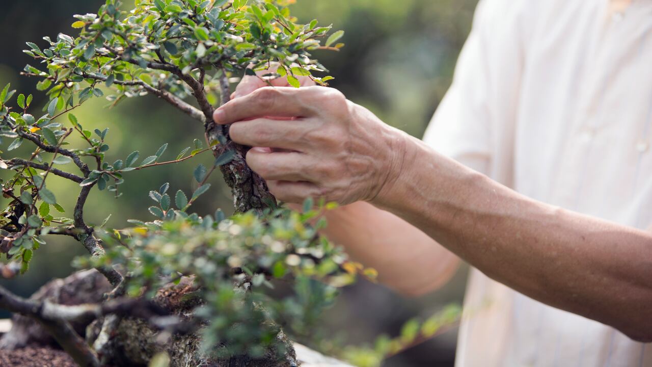 El bonsái requiere de mucho cuidado en el riego.