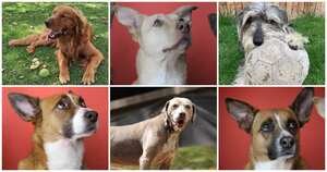 El programa de la CAR busca generar conciencia sobre el abandono de mascotas para que no siga ocurriendo. Foto: Cortesía Julián Sáenz, Nicolás Acevedo, Mariana Estrada