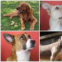 El programa de la CAR busca generar conciencia sobre el abandono de mascotas para que no siga ocurriendo. Foto: Cortesía Julián Sáenz, Nicolás Acevedo, Mariana Estrada