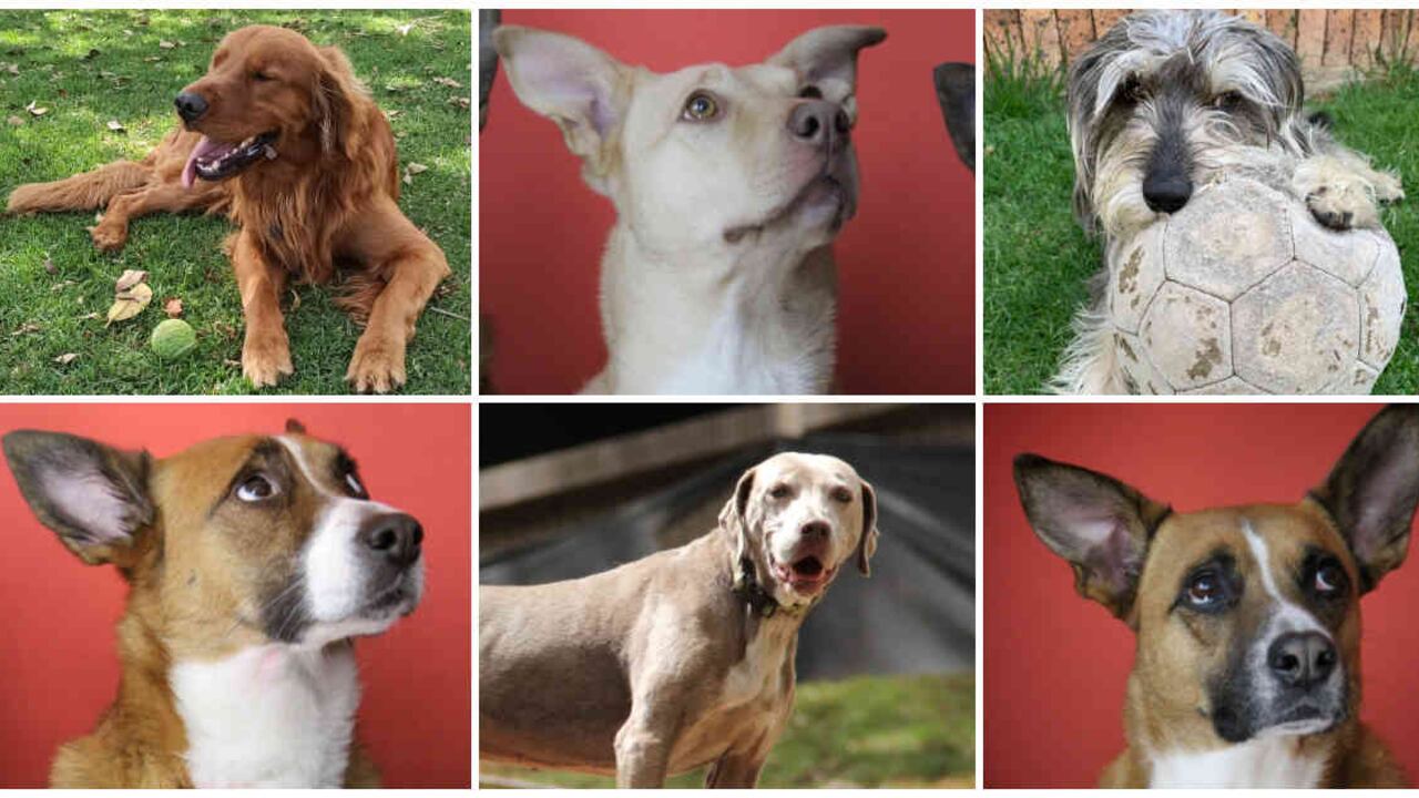 El programa de la CAR busca generar conciencia sobre el abandono de mascotas para que no siga ocurriendo. Foto: Cortesía Julián Sáenz, Nicolás Acevedo, Mariana Estrada