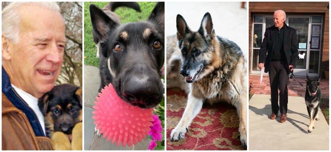 Major y Champ Biden se estrenan en las redes sociales